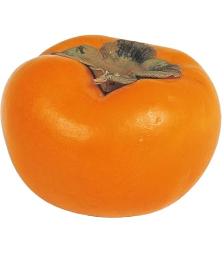 Amazon | 柿の苗木 【富有柿】 完全甘柿 1年生接木苗 | 果物